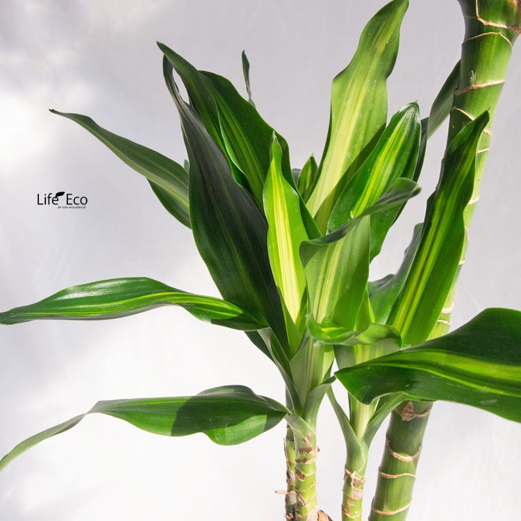 観葉植物 大型 ドラセナ・ジェレ（ジュレ） / 7寸・約W35cm×H100cm【送料F】