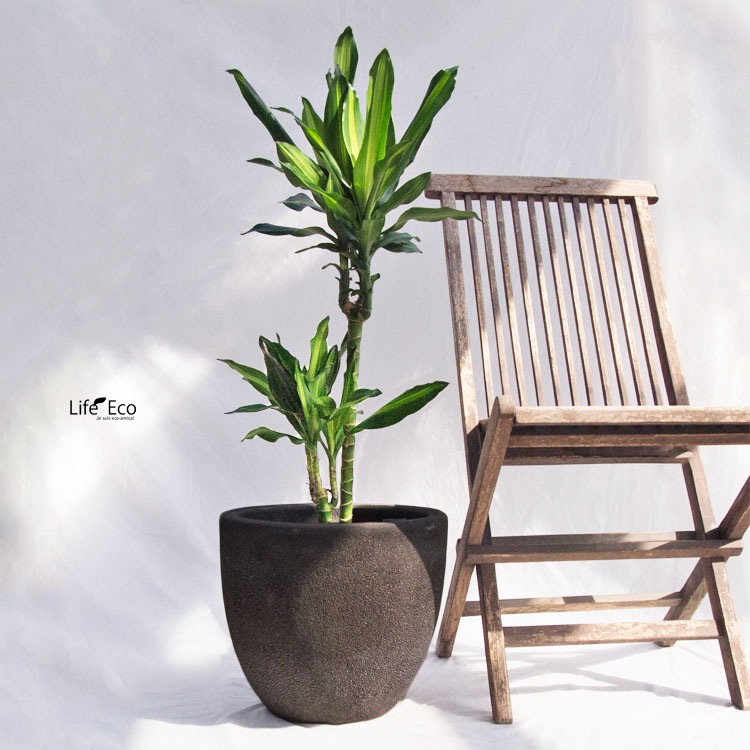 観葉植物 大型 ドラセナ・ジェレ（ジュレ） / 7寸・約W35cm×H100cm【送料F】