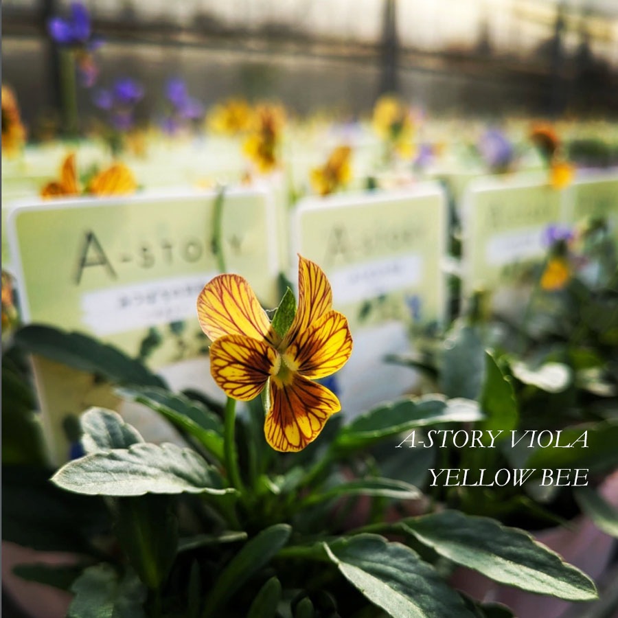 【予約受付】花苗 ビオラ（A-STORY VIOLA）みつばちの羽音 イエロービー（黄） / 4寸ポット【18株セット】【送料F】