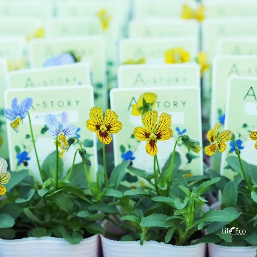 【予約受付】花苗 ビオラ（A-STORY VIOLA）みつばちの羽音 イエロービー（黄） / 4寸ポット【18株セット】【送料F】