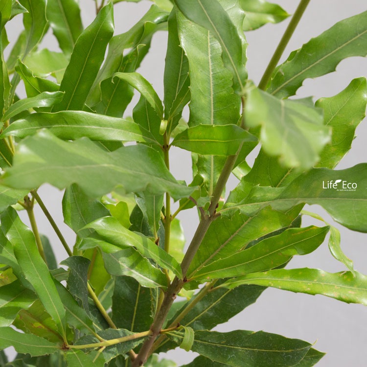 庭木・植木 マカダミア（マカデミア） / 7寸・約W70×H110～130cm【送料F】