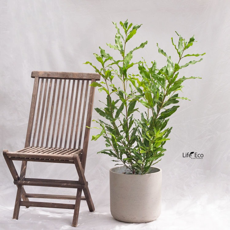 庭木・植木 マカダミア（マカデミア） / 7寸・約W70×H110～130cm