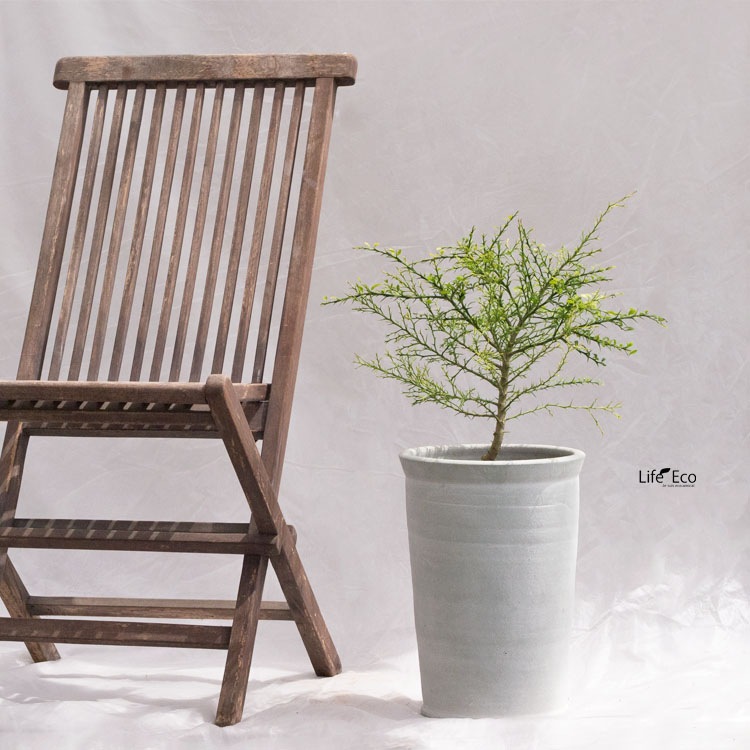 庭木・植木 フィンガーライム・イエローレモネード / 5寸・約W40×H55～75cm【送料E】