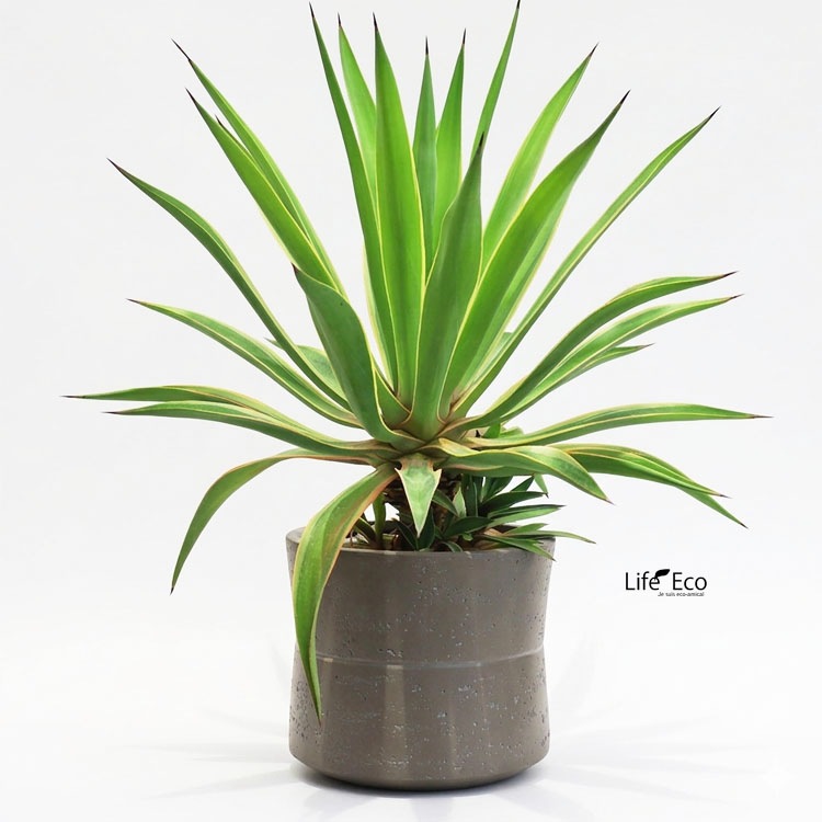 植木鉢 大型 軽量 ファイバークレイ製 ホルム（HORLUM） ナロー ブラウン（茶） φ42.5cm×H37cm（14号・14寸）【送料F】