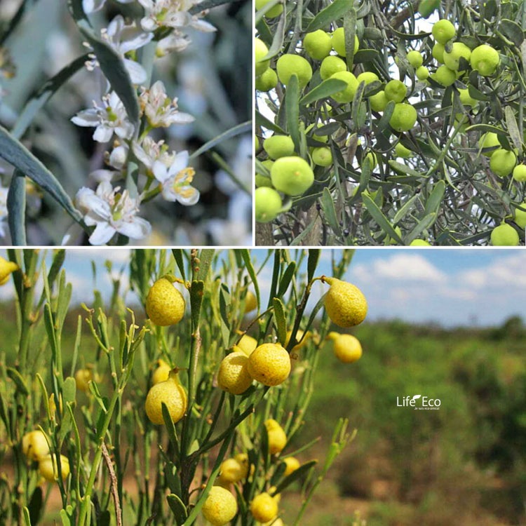 庭木・植木 デザートライム（シトラスキャビア） / 5寸・約H75～95cm【送料E】