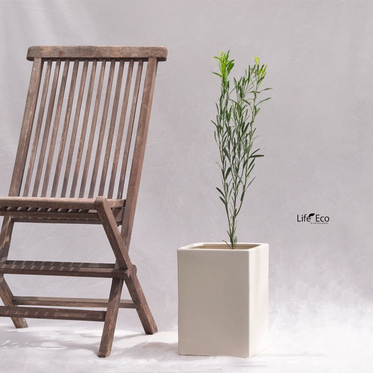 庭木・植木 デザートライム（シトラスキャビア） / 5寸・約H75～95cm【送料E】