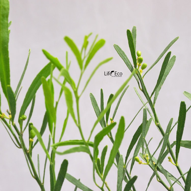 庭木・植木 デザートライム（シトラスキャビア） / 5寸・約H75～95cm【送料E】