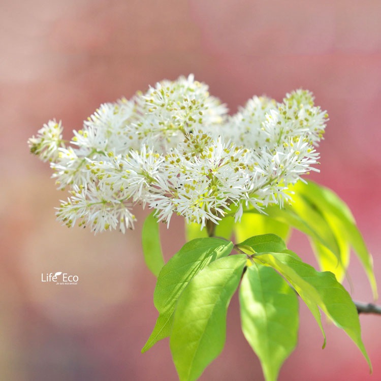 庭木・植木 トネリコ・アオダモ・オーレア（アオタゴ、コバノトネリコ） / 7寸・約W 60cm×H100cm【送料F】