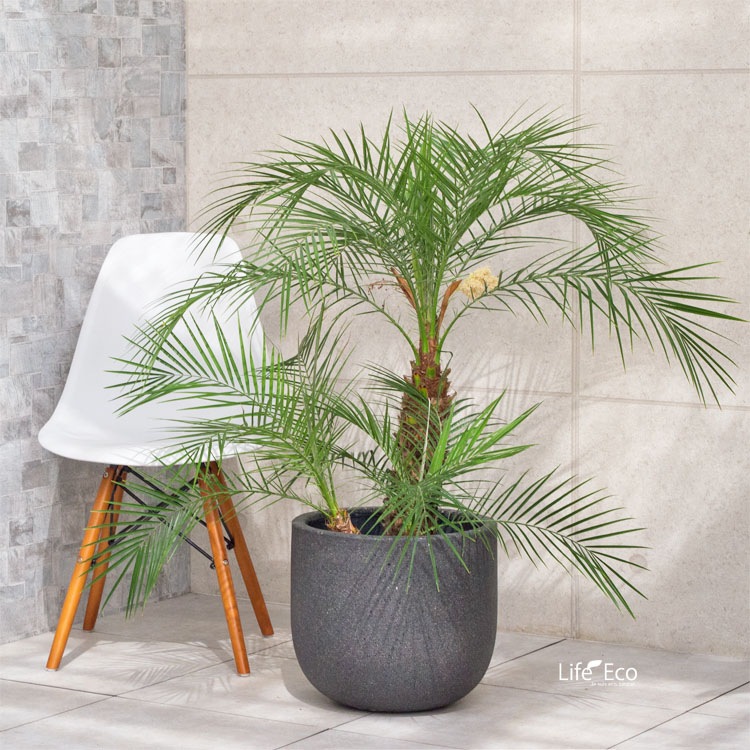 植木鉢 軽量 ファイバーセメント製 コーディル Uポット ブラック（黒）/ φ46×H41cm（15号）【送料E】