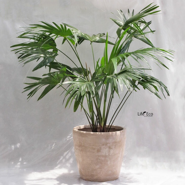 植木鉢 大型 軽量 ファントム ラウンド ブラウン（茶） φ42.5cm×H40cm（15号）【送料F】