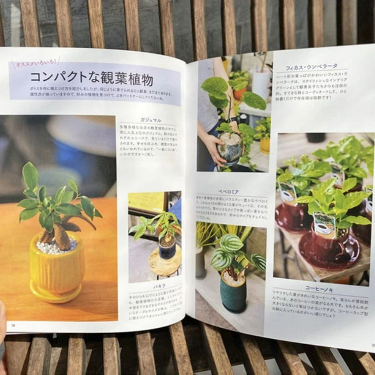 ［書籍］植物色の毎日 / 元気で活きのいい植物＆マルシェ オニヅカ店長 井上盛博（主婦の友社）【送料無料】