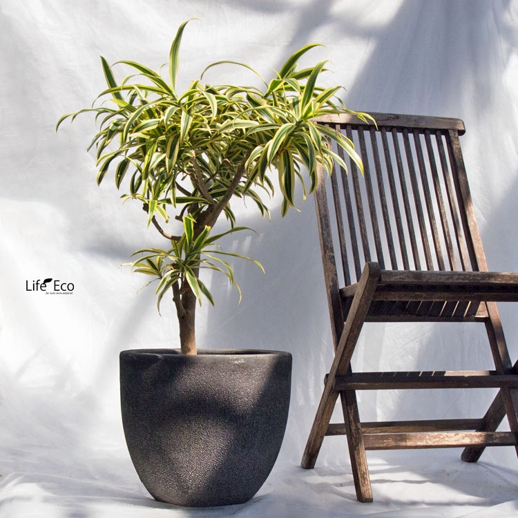 観葉植物 ドラセナ・ソングオブインディア（斑入り） / 7寸・約W60cm×H85cm【送料F】