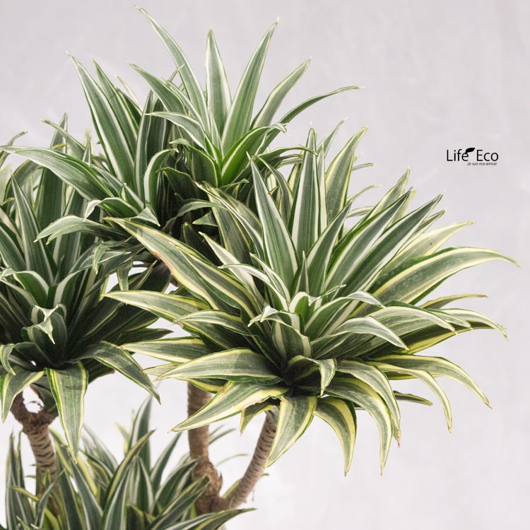 観葉植物 ドラセナ・チャヤ（デレメンシス・コンパクタホワイト）  / 5寸・約W25cm×H60cm【送料E】