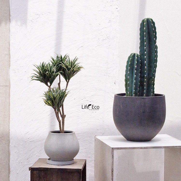 観葉植物 ドラセナ・チャヤ（デレメンシス・コンパクタホワイト）  / 5寸・約W25cm×H60cm【送料E】