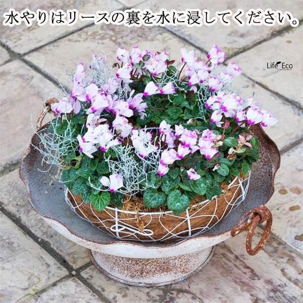 2個入寄せ植え専用 アイアンリースリング ココファイバー付 ホワイトM W28×H9.0cm【送料B】