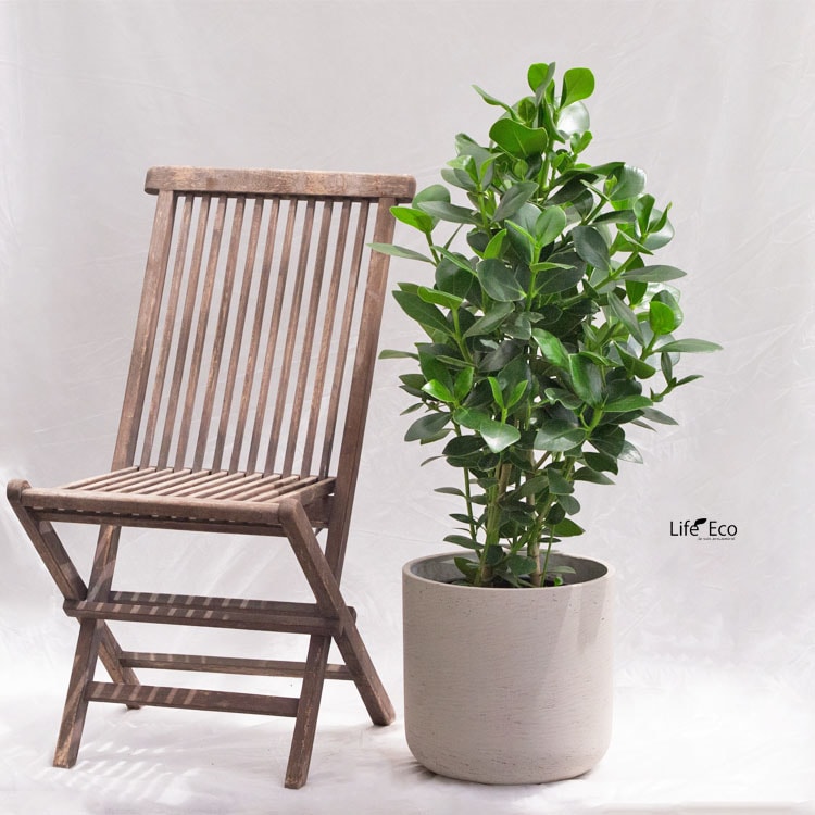 観葉植物 クルシア・ロゼア・プリンセス / 8寸・約W 55cm×H110～130cm【送料H】
