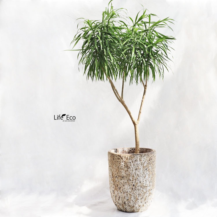 植木鉢 釉薬陶器製 大型 おしゃれ ボルカーノ トールラウンド クリーム（ベージュ）φ43cm×H54cm（14号）【送料G】