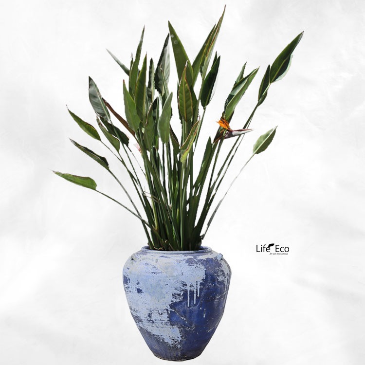 植木鉢 釉薬陶器製 大型 ライスター ジャー ブルーライム（青） φ55cm×H59.5cm（18号）【パレット配送・送料お見積り】