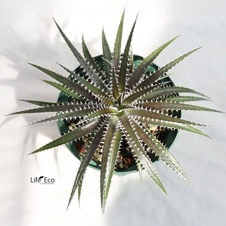 多肉植物 ディッキア・ケスウィック・ビルベイカー / 6寸・約W30cm×H30cm【送料E】