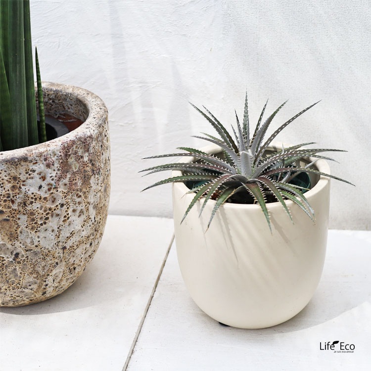 多肉植物 ディッキア・ケスウィック・ビルベイカー / 6寸・約W30cm×H30cm