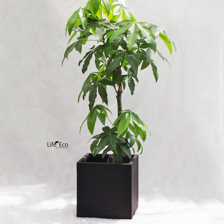 植木鉢 大型 軽量 エイリアス キューブ ブラック（黒） □39.5cm×H40cm（13号）【送料E】