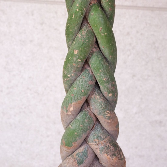 観葉植物 パキラ（編み） / 8寸・約W 80cm×H110～130cm