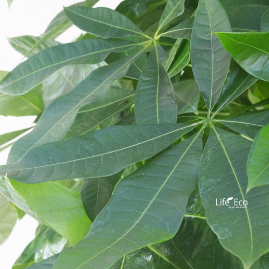 観葉植物 パキラ（編み） / 10寸・約W 80cm×H150～170cm