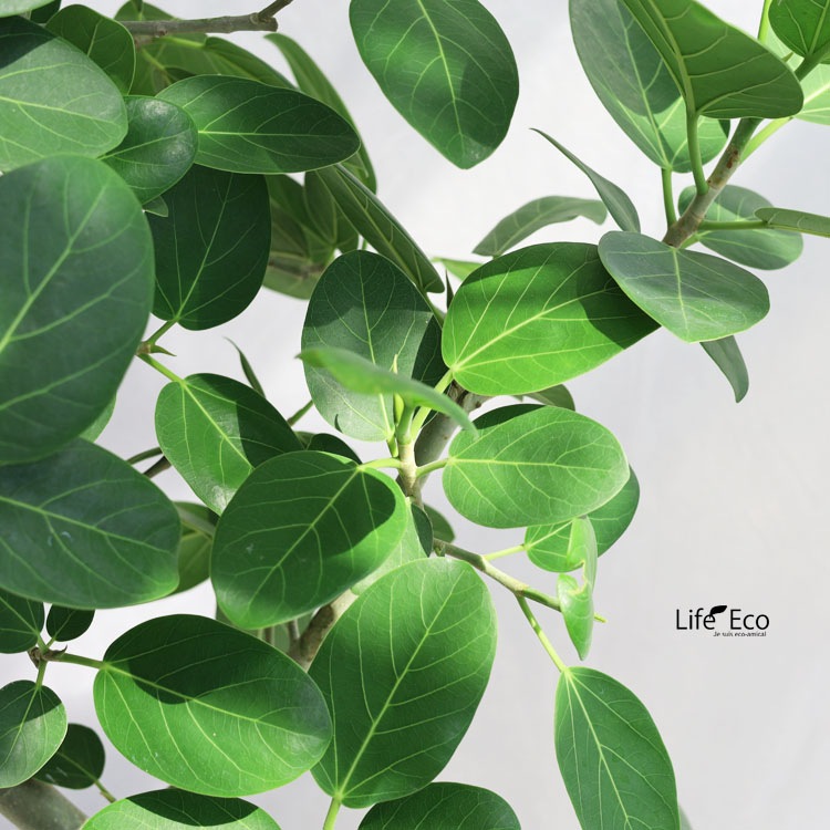 観葉植物 大型 フィカス・ベンガレンシス（ベンガル）曲げ / 8寸・約W70cm×H140～150cm【送料I】