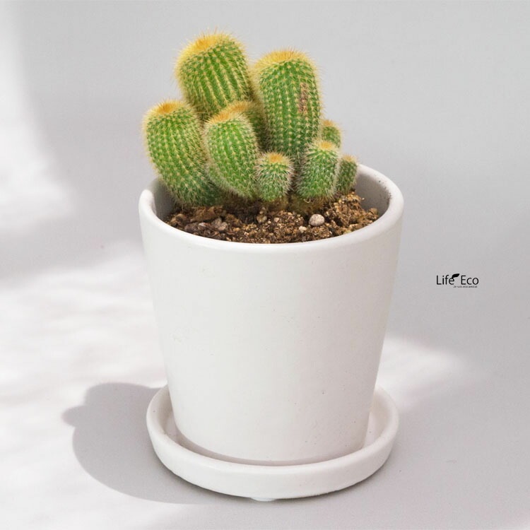 植木鉢 釉薬陶器製 インテリアポット オスト ラウンド マットホワイト 皿付 11cm 【4個入】【送料E】