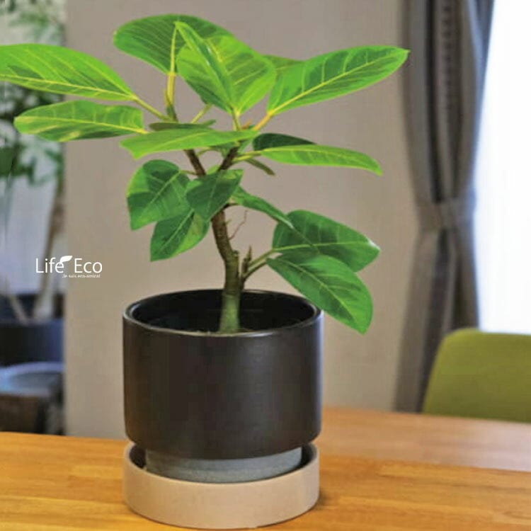 植木鉢 インテリアポット 釉薬陶器製 パラドック ブラック（黒） φ18cm×H15.5cm（6号）【送料B】
