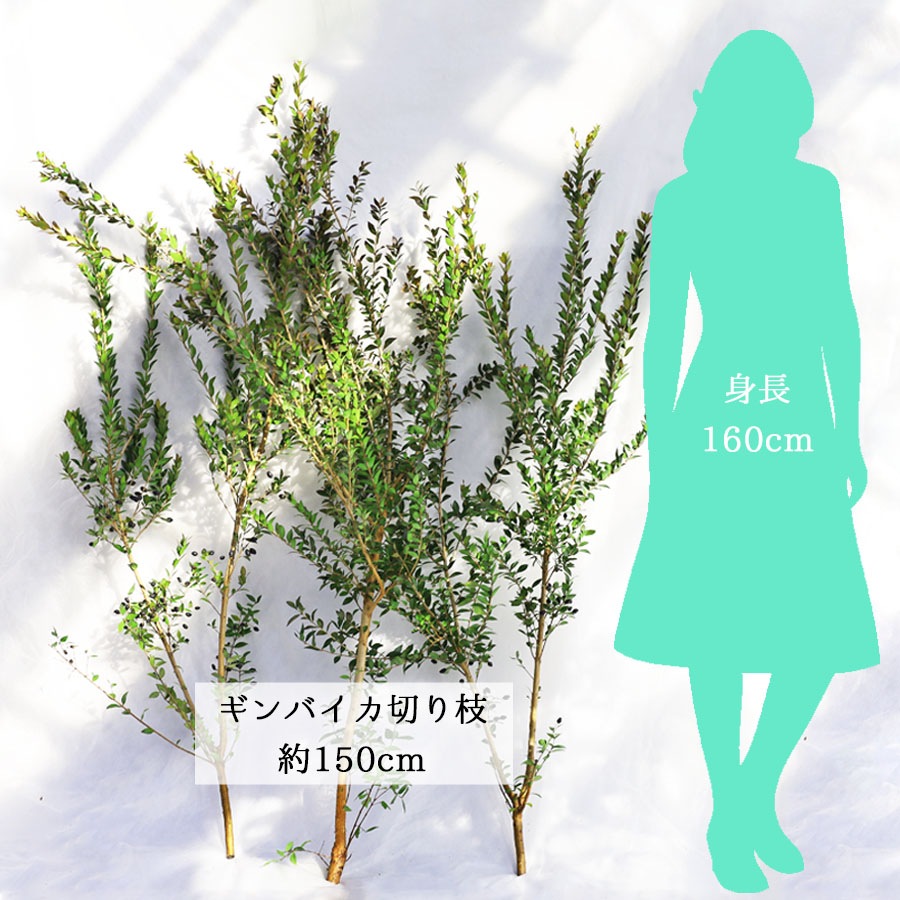 切り枝（枝物）ギンバイカ（銀梅花・銀香梅・マートル）約150cm【3本セット】【送料I】
