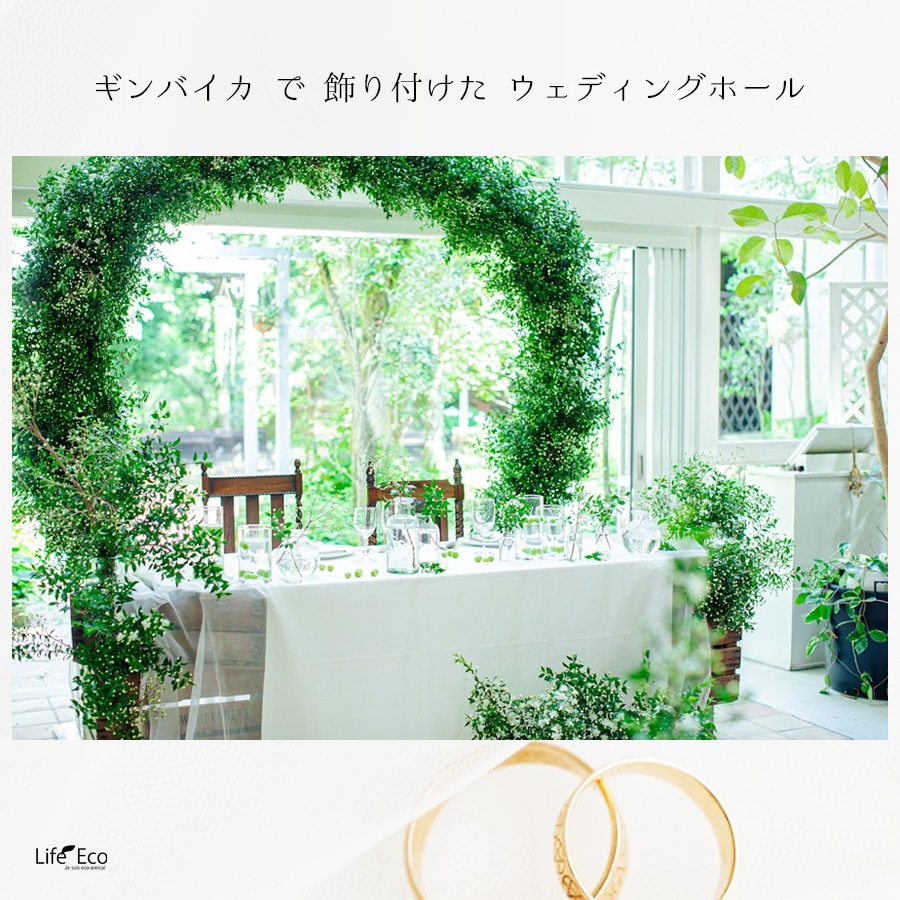 切り枝（枝物）ギンバイカ（銀梅花・銀香梅・マートル）約150cm【3本セット】【送料I】