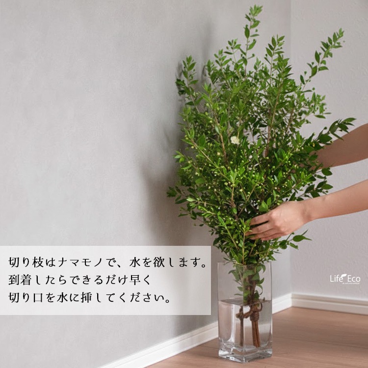 切り枝（枝物）ギンバイカ（銀梅花・銀香梅・マートル）約150cm【3本セット】【送料I】