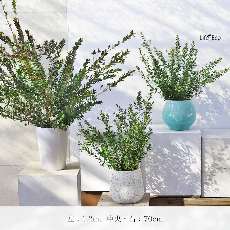 切り枝（枝物）ギンバイカ（銀梅花・銀香梅・マートル）約150cm【3本セット】【送料I】