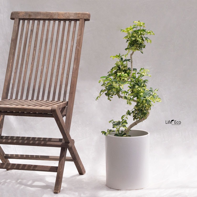 観葉植物 シェフレラ・ジェニーネ（斑入り） / 6寸・約W 30cm×H70～90cm