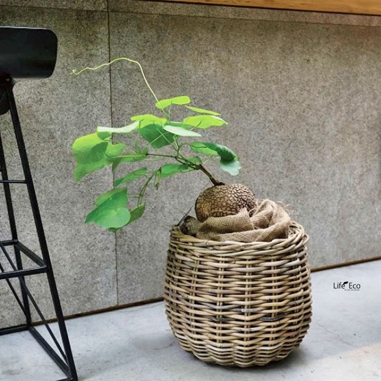 植木鉢カバー【直植可能】 籐カゴ ラタンバスケット モンデリック ボールバスケット φ26cm×H24cm（9号）【送料D】