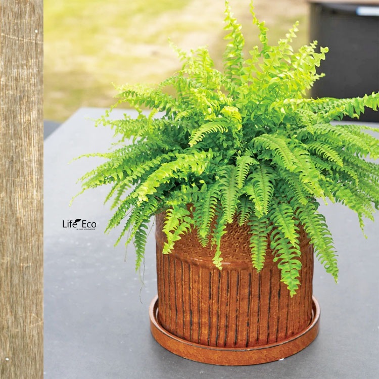 植木鉢 インテリアポット 釉薬陶器製 ライネル アンバー（ブラウン・茶） φ18.5cm×H19cm（6号）【4個入】【送料E】