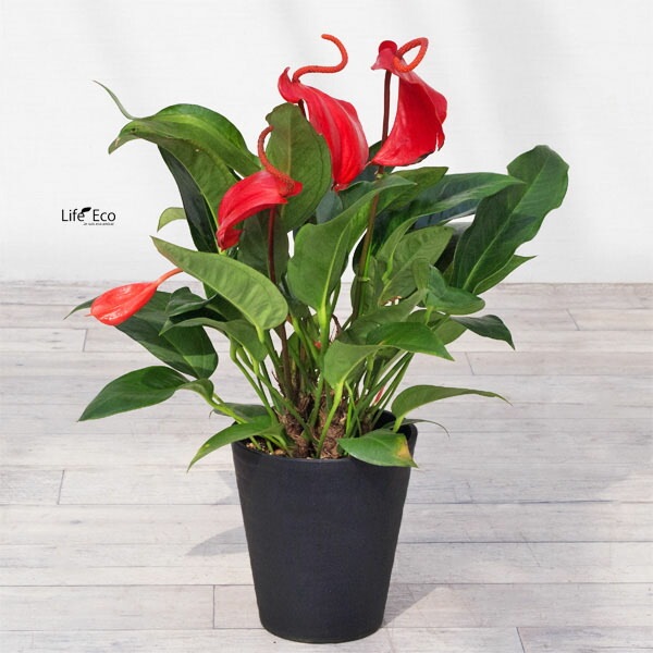 植木鉢 樹脂製ポット セラアート ラウンド 長鉢 ブラック（黒）φ24cm 受皿付 【2個入】【送料B】
