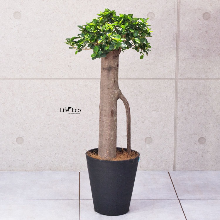 植木鉢 樹脂製ポット セラアート ラウンド 長鉢 ブラック（黒）φ24cm 受皿付 【2個入】【送料A】