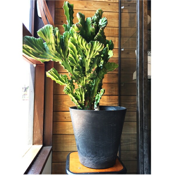 植木鉢 底面給水型(底栓付)アートストーン ラウンド ブラック 黒 22cm（7号）【送料B】
