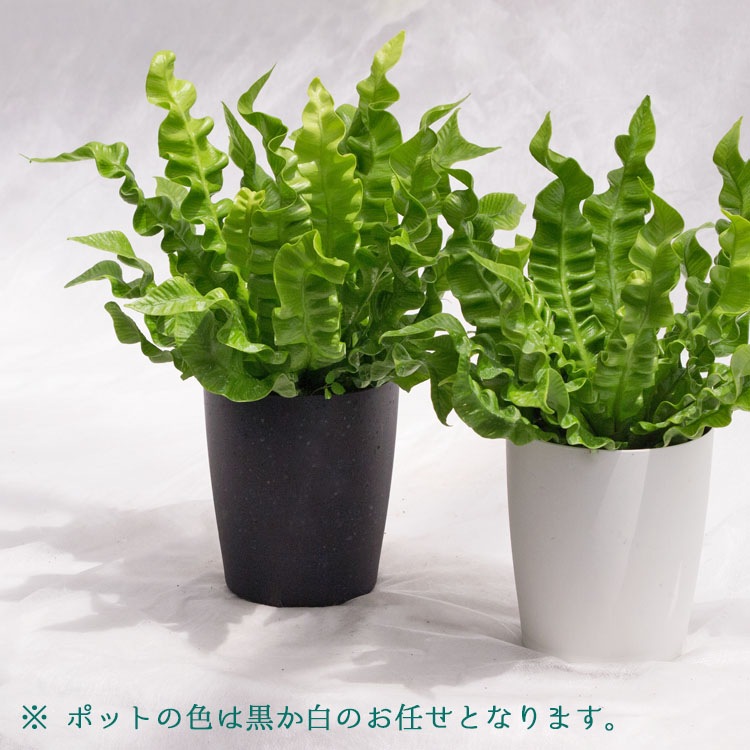 観葉植物 アスプレニウム・エメラルドウェーブ / 3.5寸・約W 25cm×H30cm【送料D】