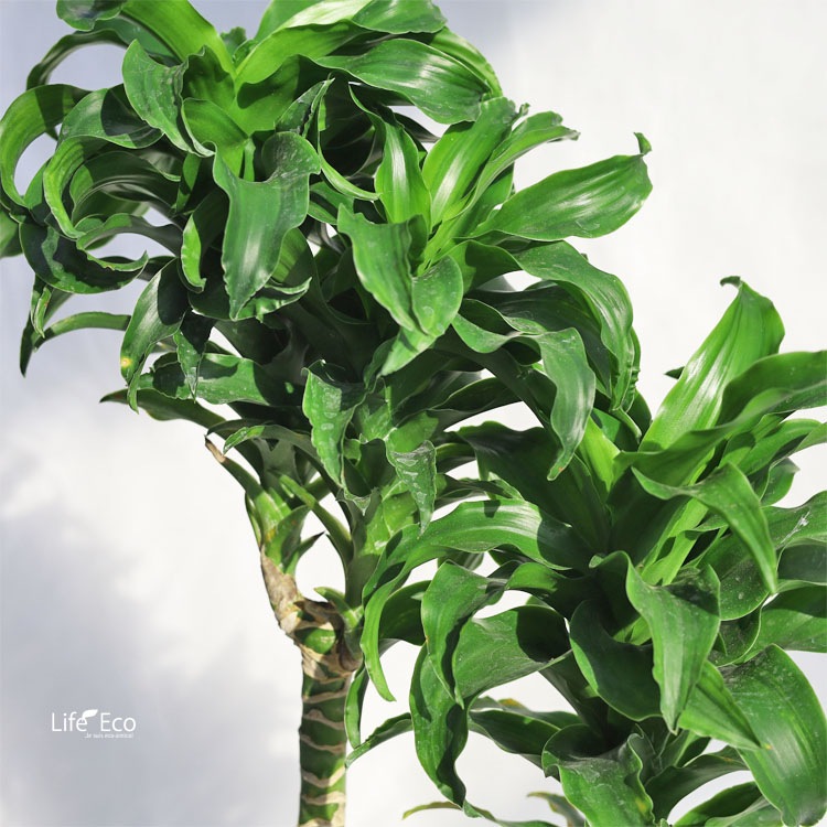 ドラセナ(2本立ち) 観葉植物 ドラセナ・ツイスト（トルネード） 2本立 / 7寸・約H80cm
