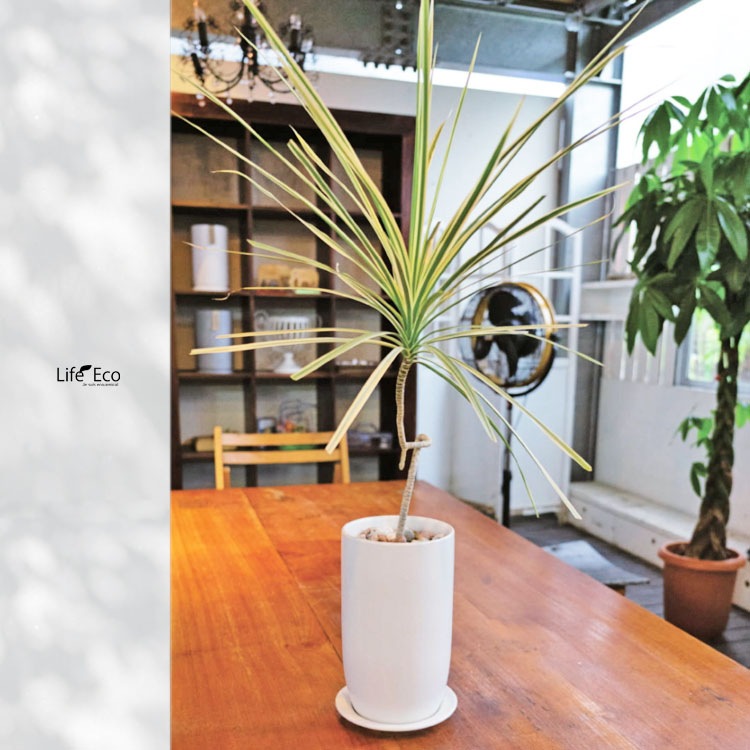 植木鉢 釉薬陶器製 インテリアポット オスト トールエッグ マットホワイト皿付 15cm（5号）【送料D】