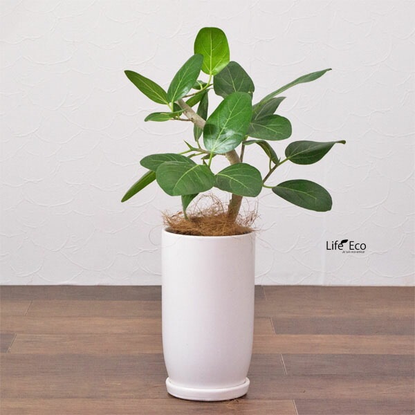 植木鉢 釉薬陶器製 インテリアポット オスト トールエッグ マットホワイト皿付 15cm（5号）【送料D】