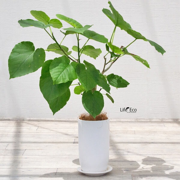 植木鉢 釉薬陶器製 インテリアポット オスト トールエッグ マットホワイト皿付 15cm（5号）【送料D】