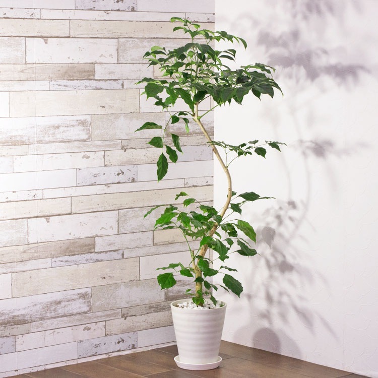 植木鉢 樹脂製ポット セラアート ラウンド 長鉢 ホワイト（白）φ24cm 受皿付 【2個入】【送料B】
