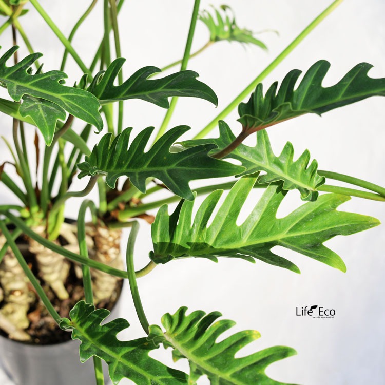 観葉植物 フィロデンドロン・クッカバラ / 6寸・約W70cm×H65cm【送料E】