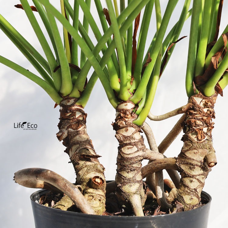 観葉植物 フィロデンドロン・クッカバラ / 6寸・約W70cm×H65cm【送料E】