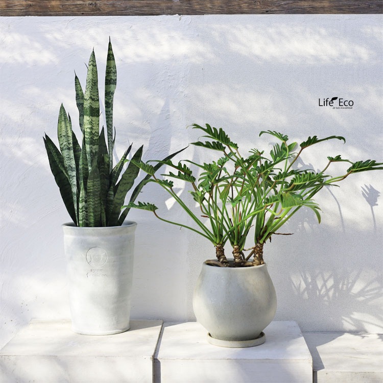 観葉植物 フィロデンドロン・クッカバラ / 6寸・約W70cm×H65cm【送料E】