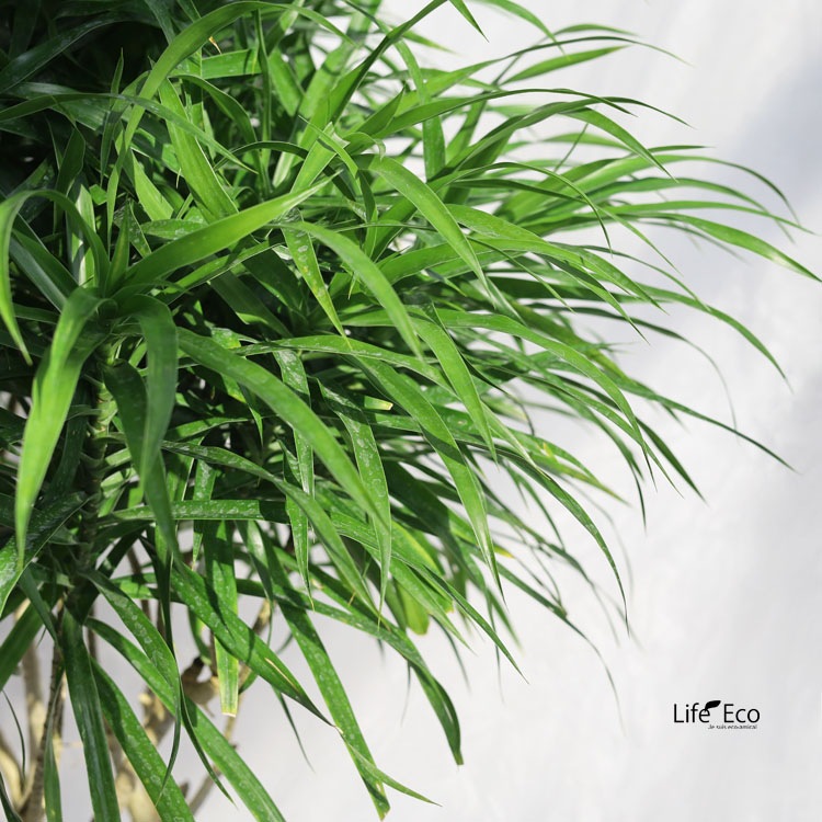 観葉植物【数量限定】ドラセナ・リフレクサ（レフレクサ / アングスティフォリア） / 8寸・約W60cm×H120cm【送料I】